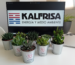 kalfrisa-cumple-59-anos