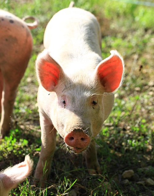 Hornos Kalfrisa para eliminación térmica de residuos agropecuarios.